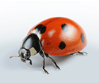 asian beetle