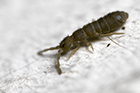 Springtail